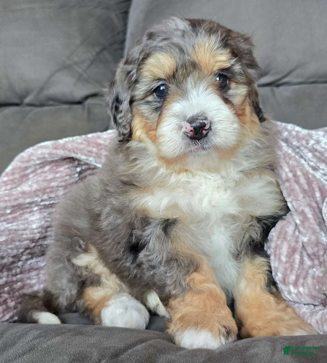 Mini Bernedoodle dogs for sale: Mini Bella - Ad 2