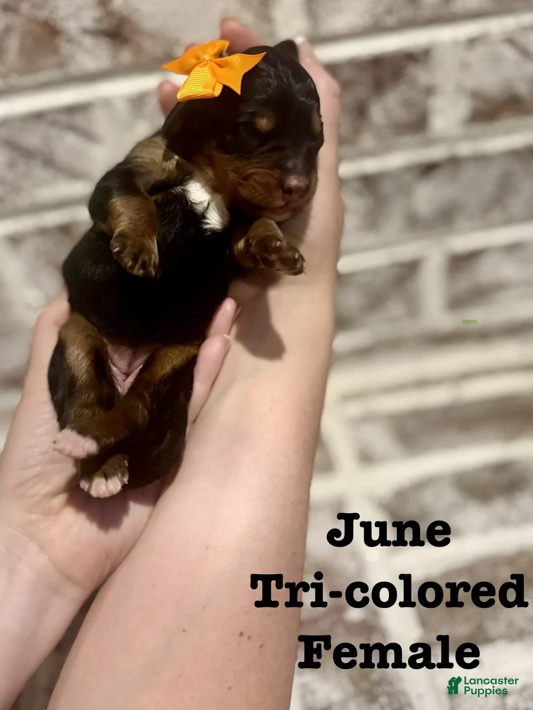 Bernedoodle dogs for sale: June  - Ad 1