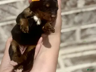 Bernedoodle dogs June - Ad 22