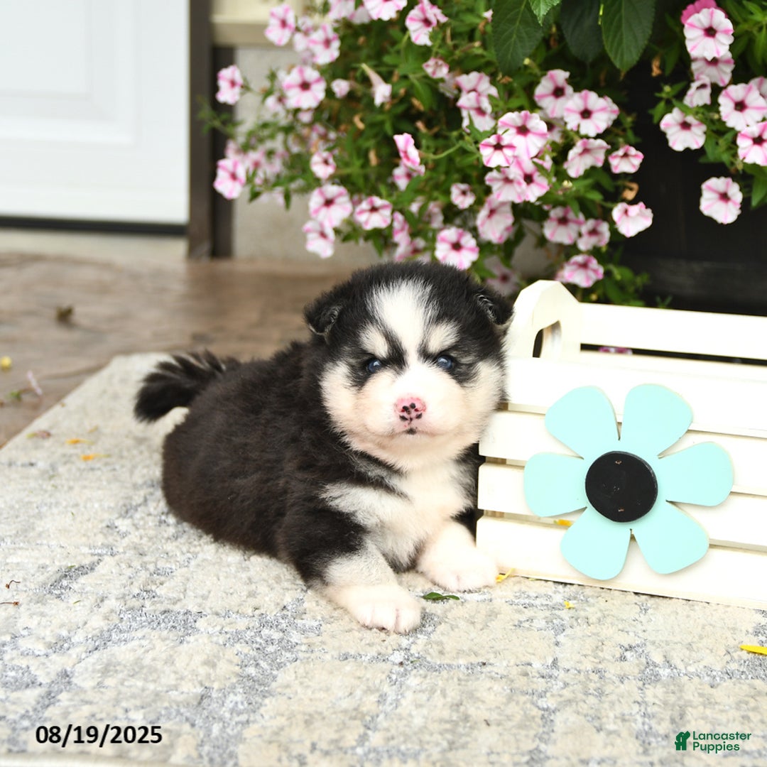 Lancaster Puppies Pomsky Puppies For Adoption Near Me Pomsky