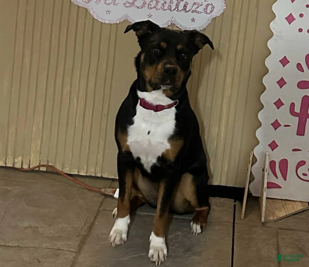 Mixed Breed dogs for sale: Mixed Breed Puppy 5 - Ad 2