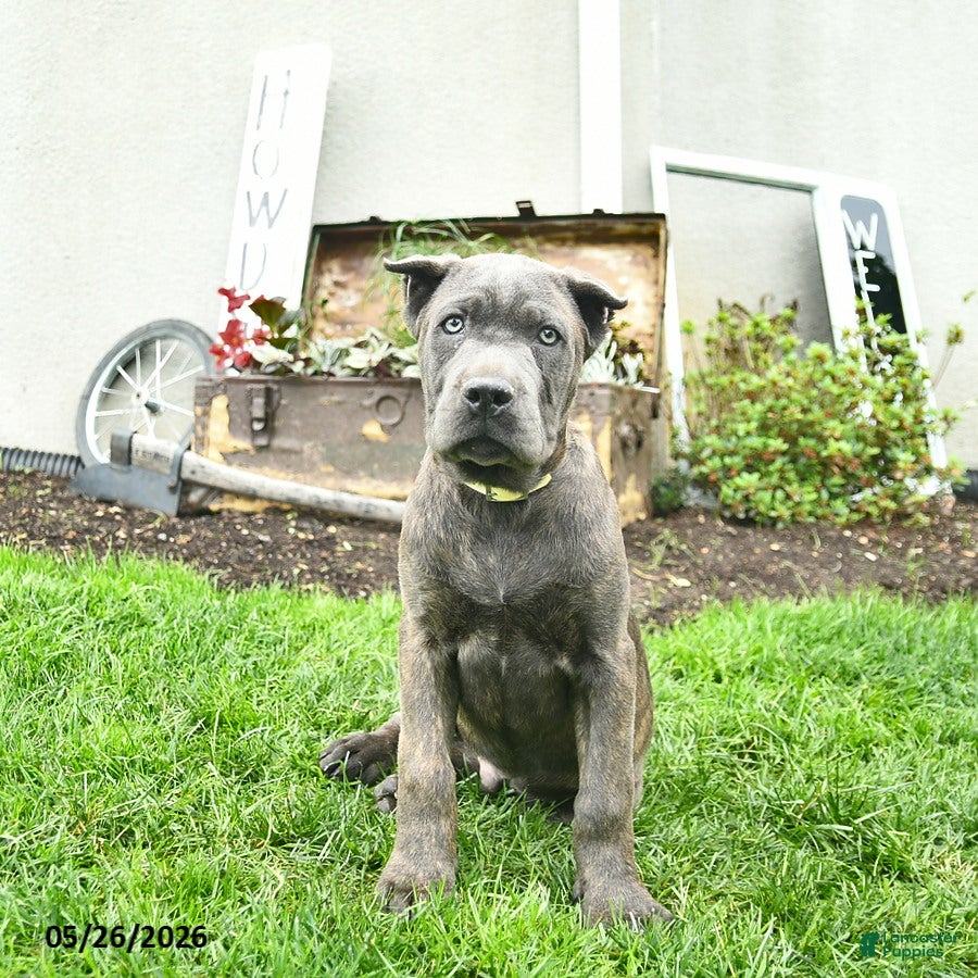 Cane Corso dogs Dusty  - Ad 1