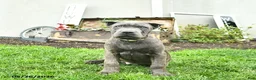 Cane Corso dogs for sale: Dusty  - Ad 1