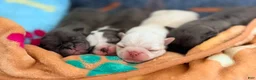 Pug dogs for sale: Lollipop - Ad 2