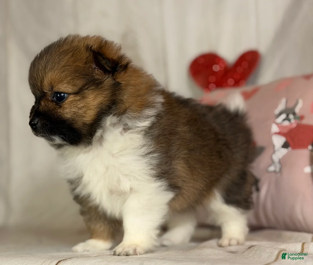 Pomeranian dogs for sale: Romeo  - Ad 4