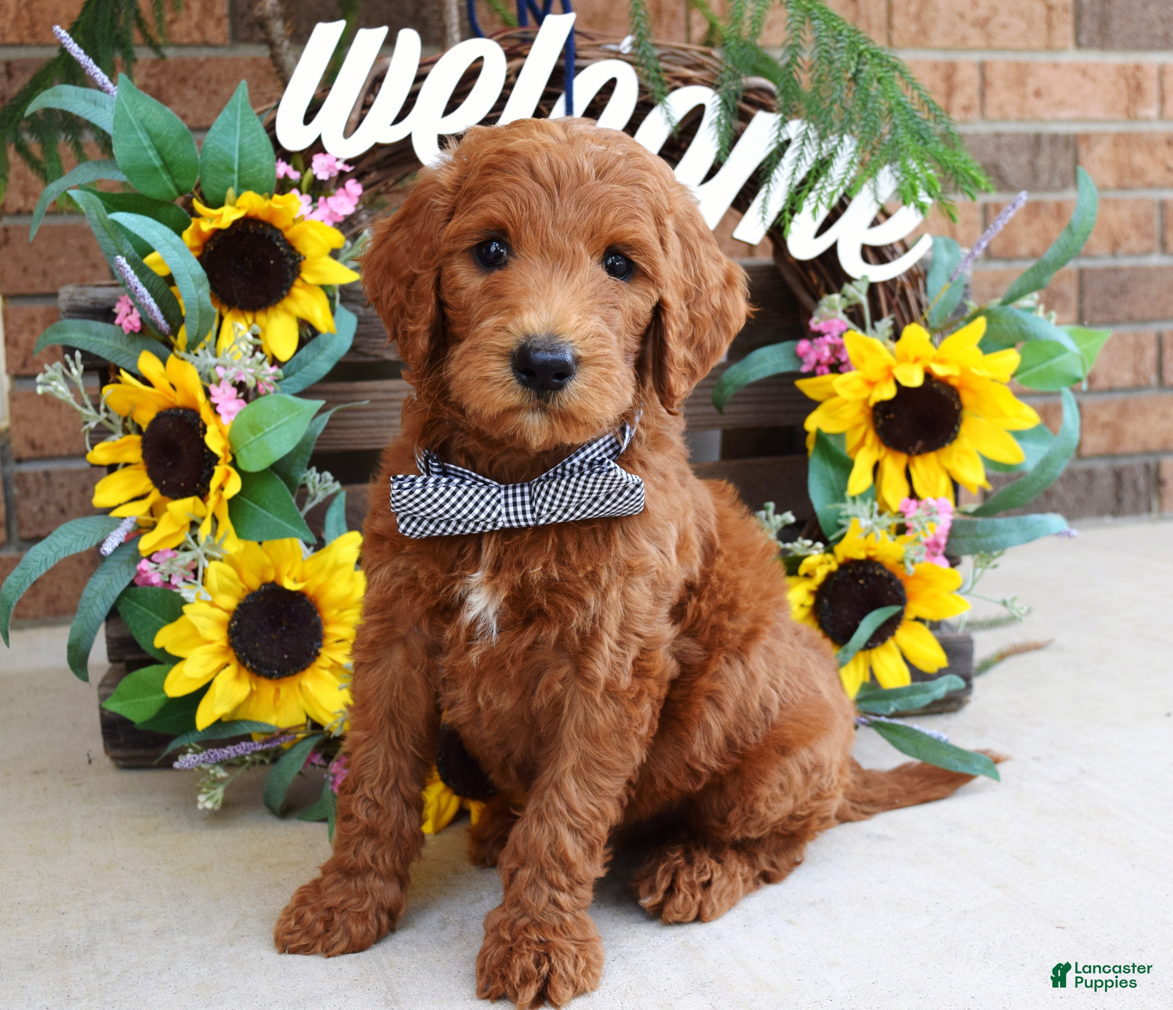 Goldendoodle dogs Rusty - Ad 1