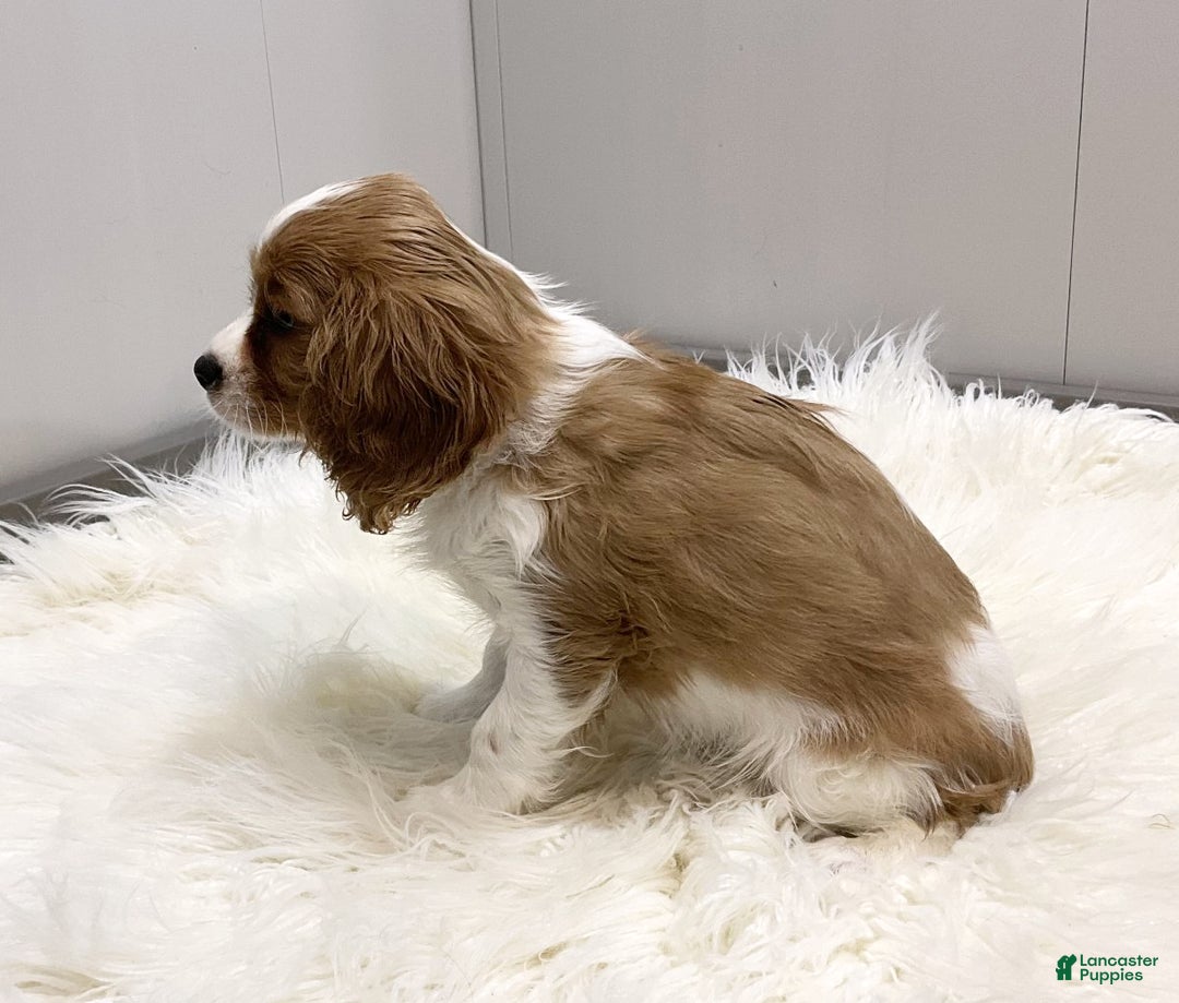 Cavalier King Charles Spaniel dogs for sale: Larry - Ad 2