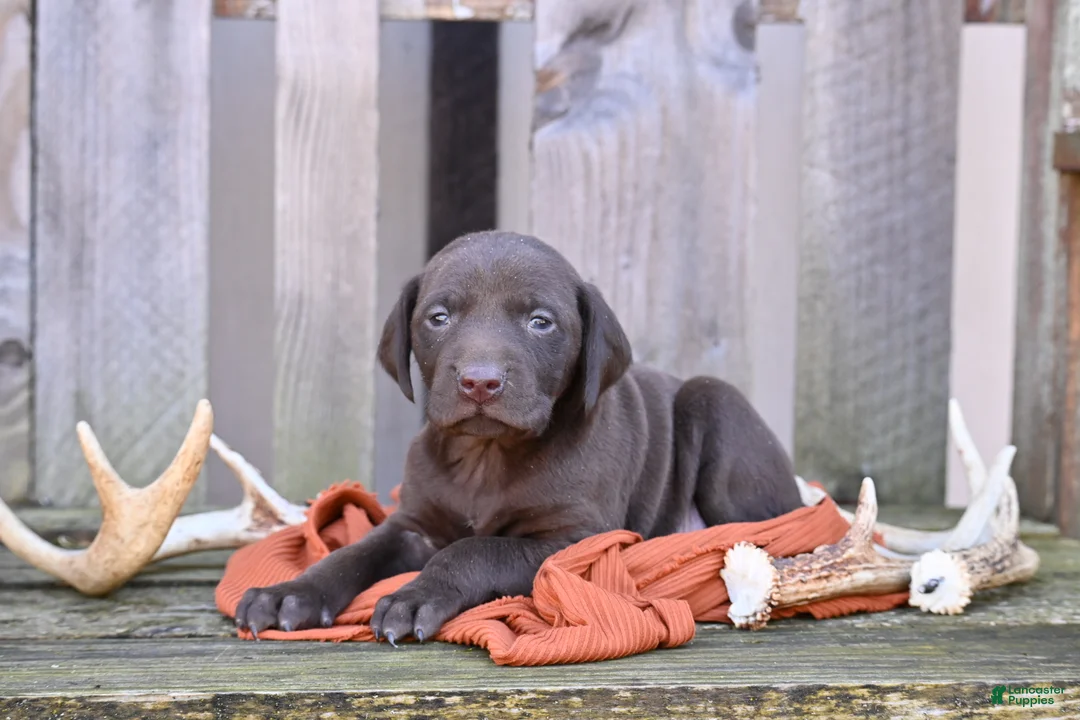 German Shorthaired Pointer dogs for sale: Buck - Ad 1