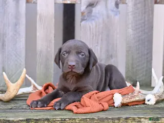 German Shorthaired Pointer dogs Buck - Ad 39