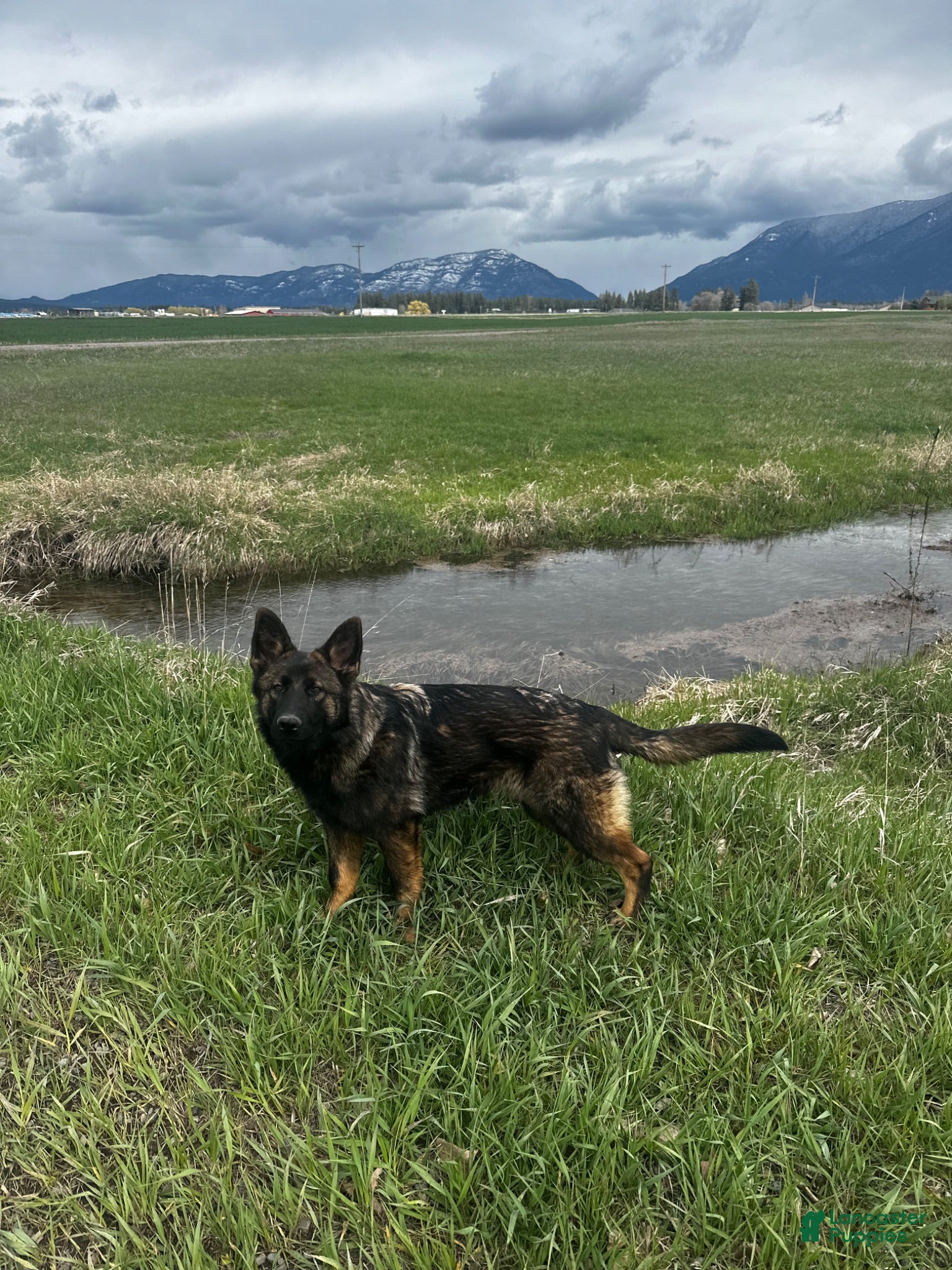 German Shepherd dogs Mokai - Ad 1