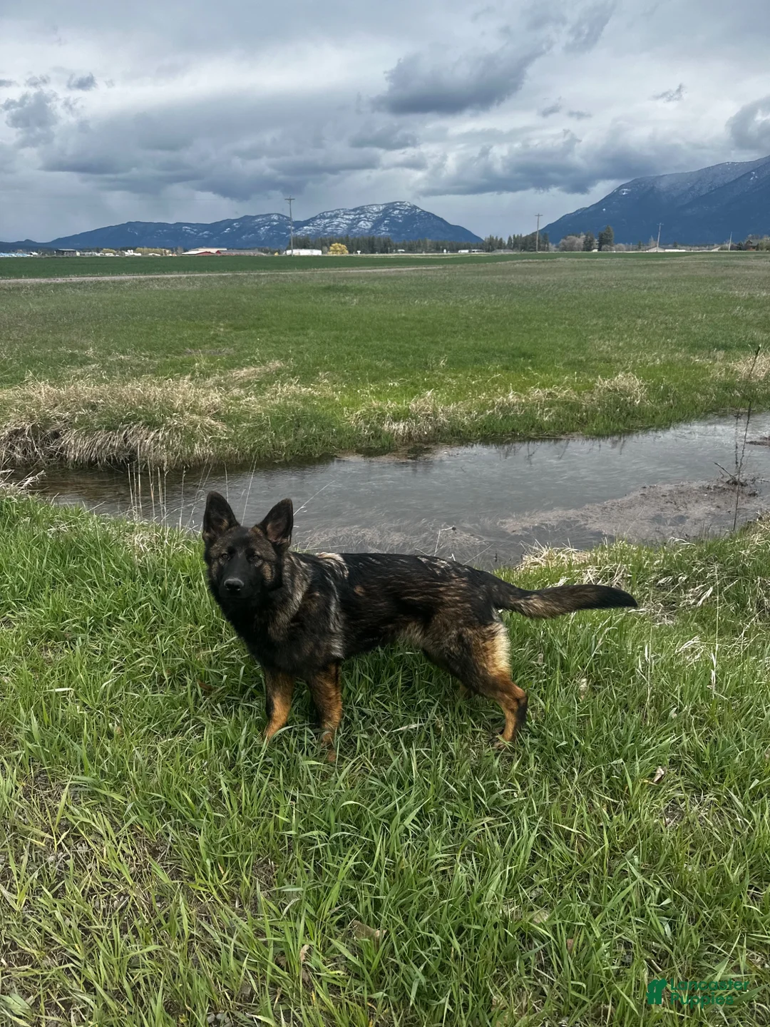 German Shepherd dogs for sale: Mokai - Ad 1
