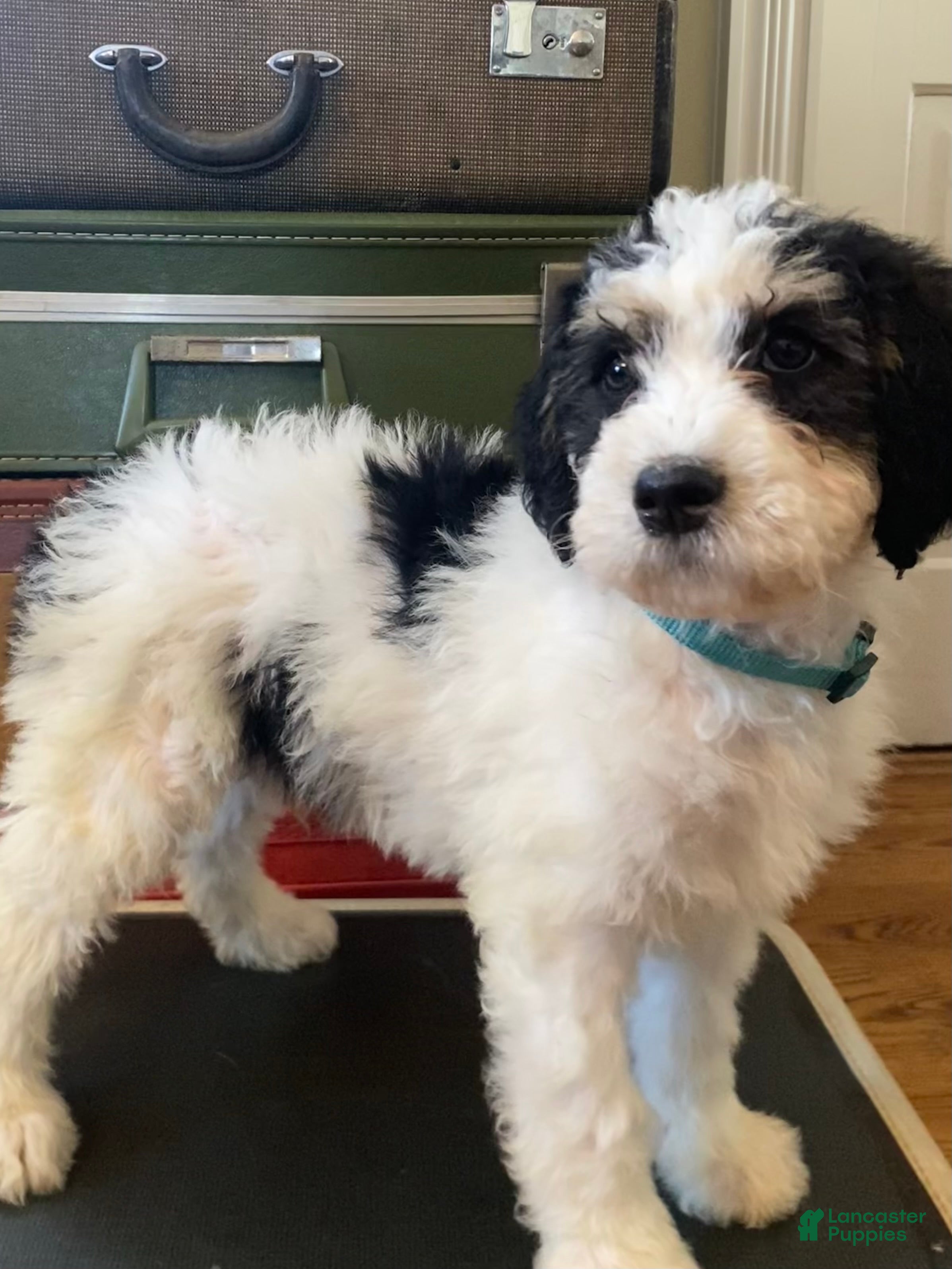 Mini Bernedoodle dogs Snoopy - Ad 9