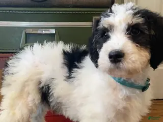 Mini Bernedoodle dogs Snoopy - Ad 9