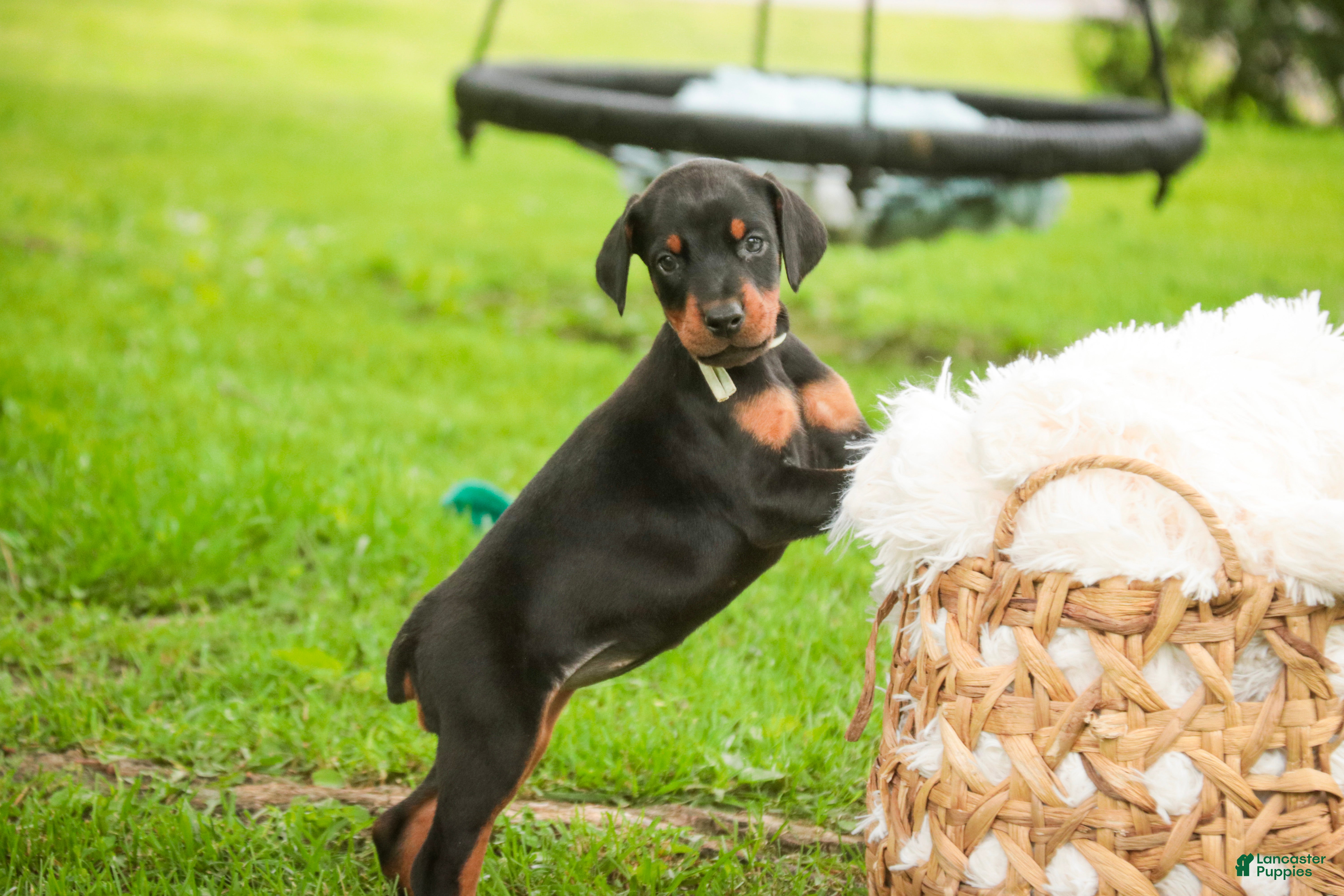 Doberman Pinscher dogs for sale: Reverie - Ad 3