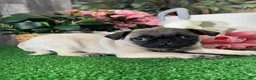 Pug dogs for sale: Patsy - Ad 4
