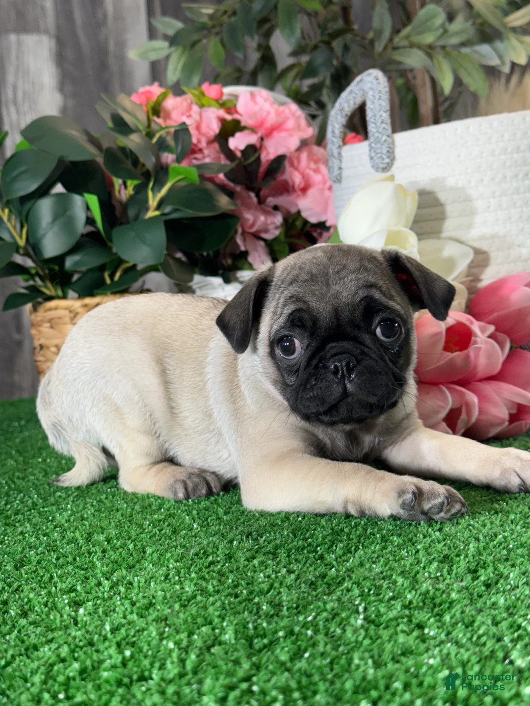 Pug dogs for sale: Patsy - Ad 4