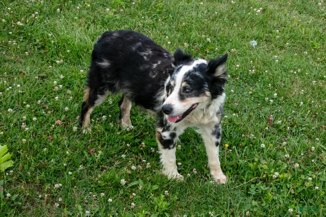 Miniature Australian Shepherd dogs for sale: Teddy - Ad 4