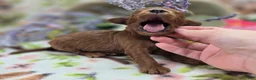 Cockapoo dogs for sale: Milan - Ad 4