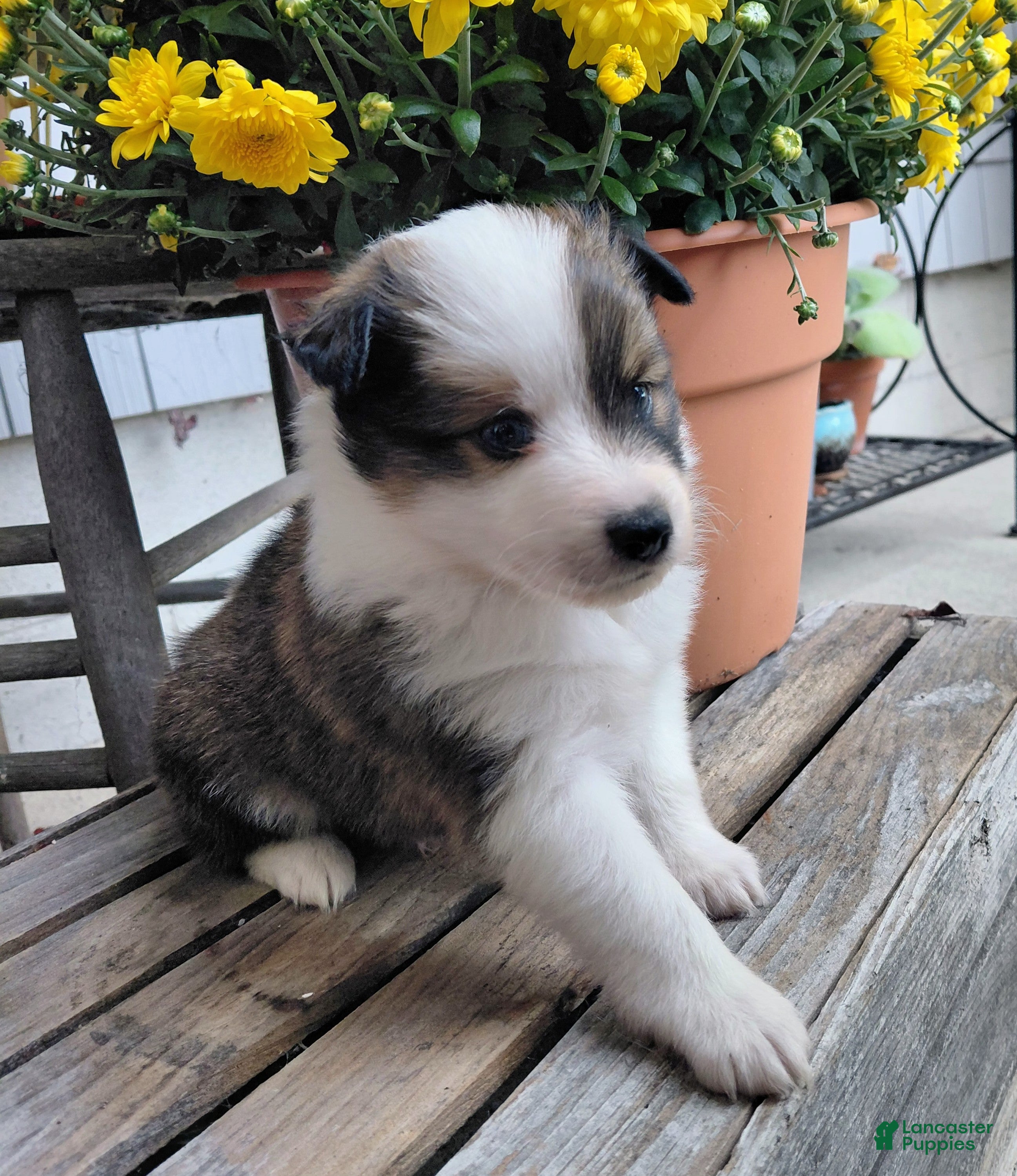 Mixed Breed dogs for sale: Charlie - Ad 1