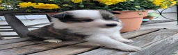 Mixed Breed dogs for sale: Charlie - Ad 1