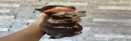 Cane Corso dogs for sale: Sentinel & Soul Kahlúa: North American Mastiff-Chocolate Merle  - Ad 2