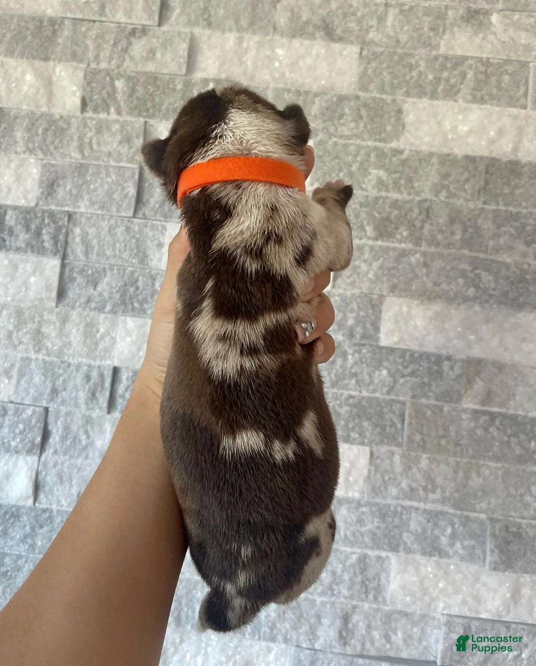 Cane Corso dogs for sale: Sentinel & Soul Kahlúa: North American Mastiff-Chocolate Merle  - Ad 2