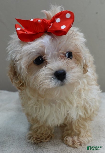 Maltipoo dogs Harlan TEACUP  - Ad 6