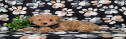 Toy Poodle dogs for sale: Walcott - Ad 7
