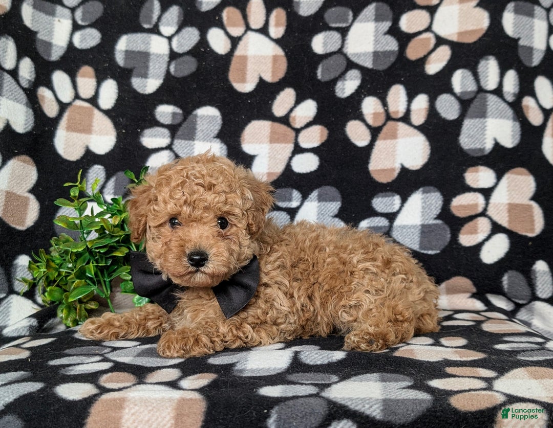 Toy Poodle dogs for sale: Walcott - Ad 7