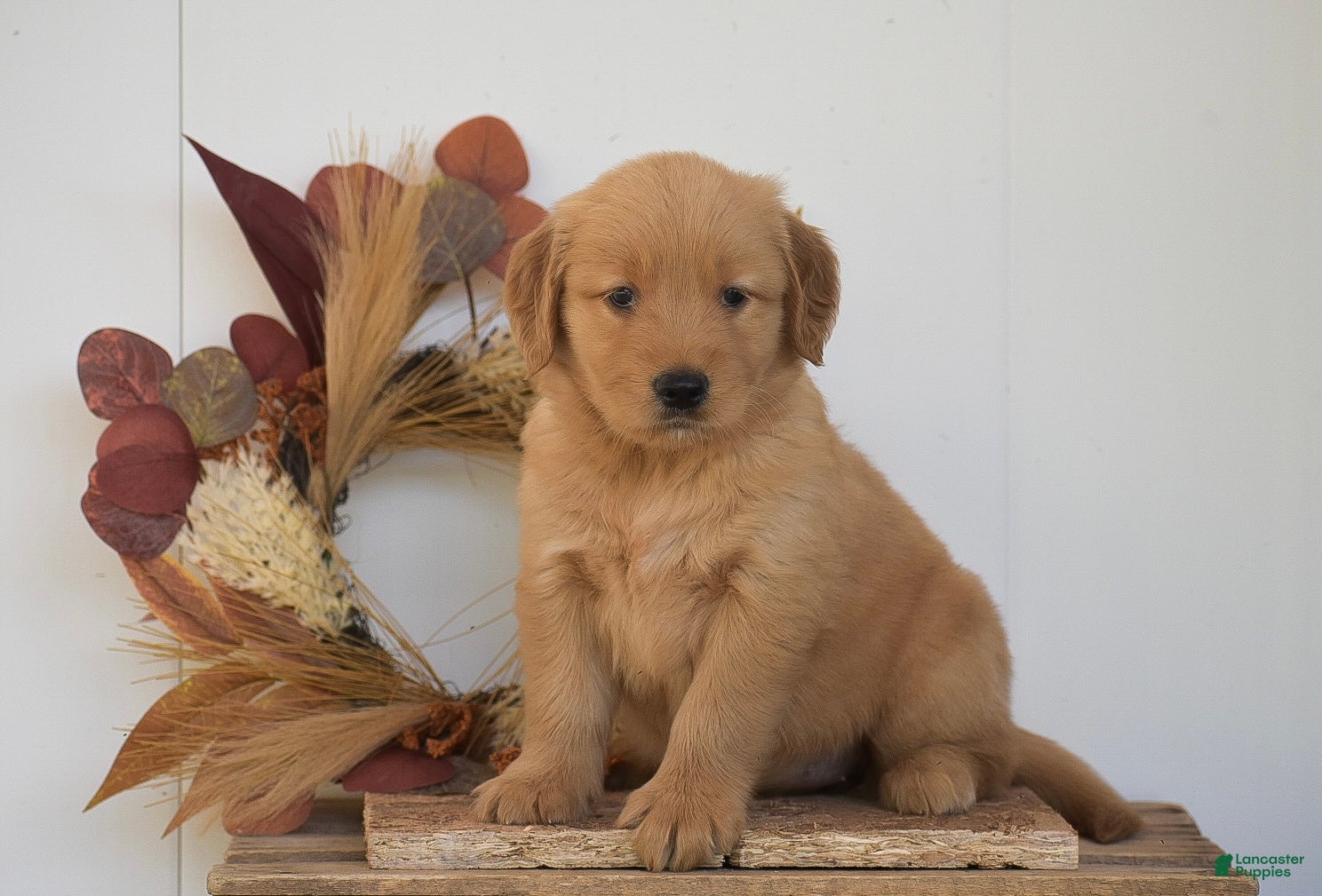 Golden Retriever dogs Keiva - Ad 2