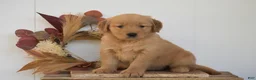 Golden Retriever dogs for sale: Keiva - Ad 2