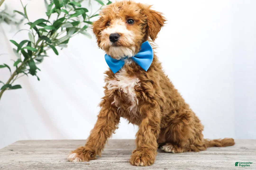 Goldendoodle dogs for sale: COWBOY - Ad 2
