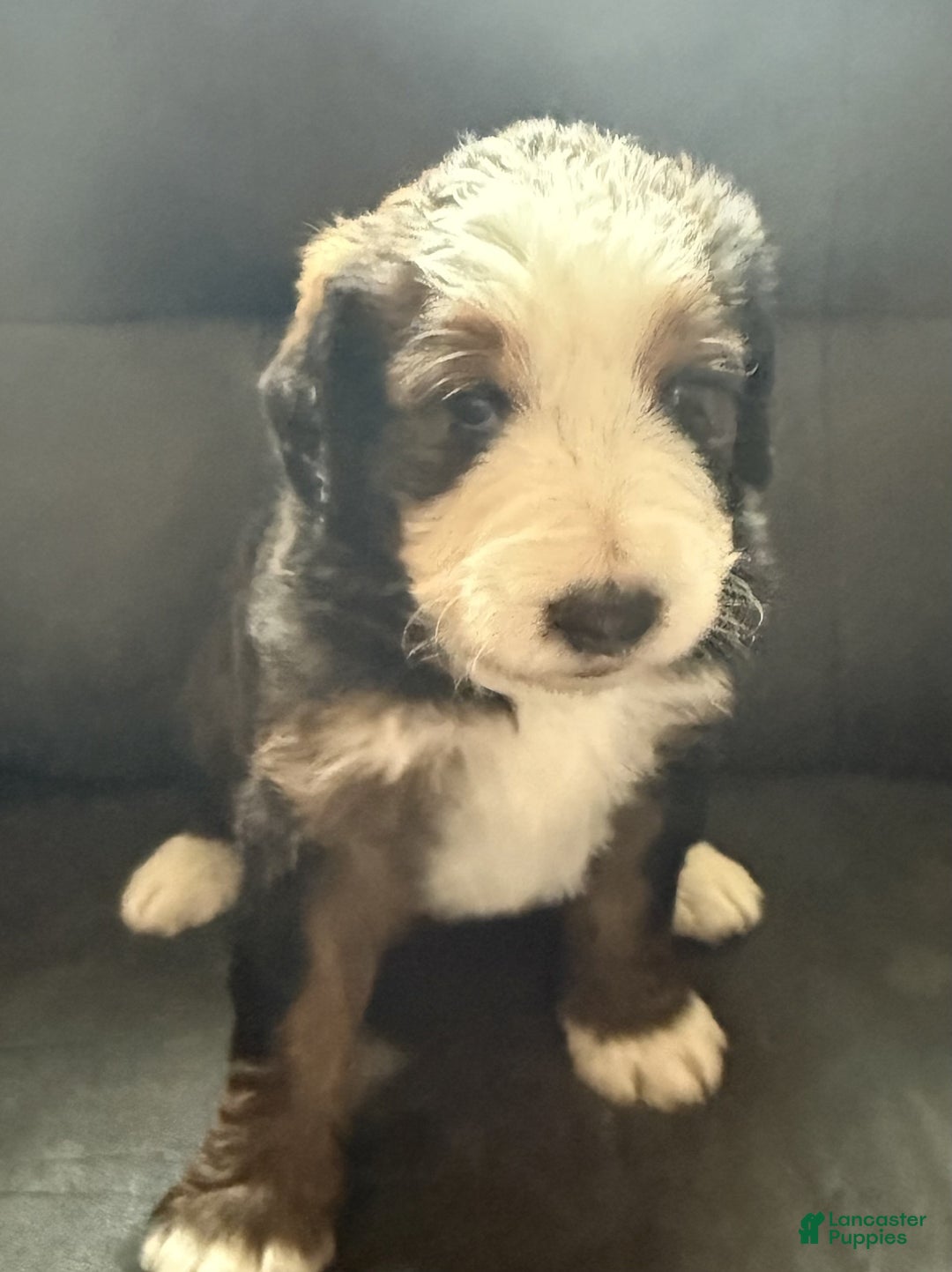 Bernedoodle dogs for sale: Tank - Ad 3