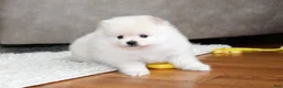 Pomeranian dogs for sale: Emerson - Ad 10
