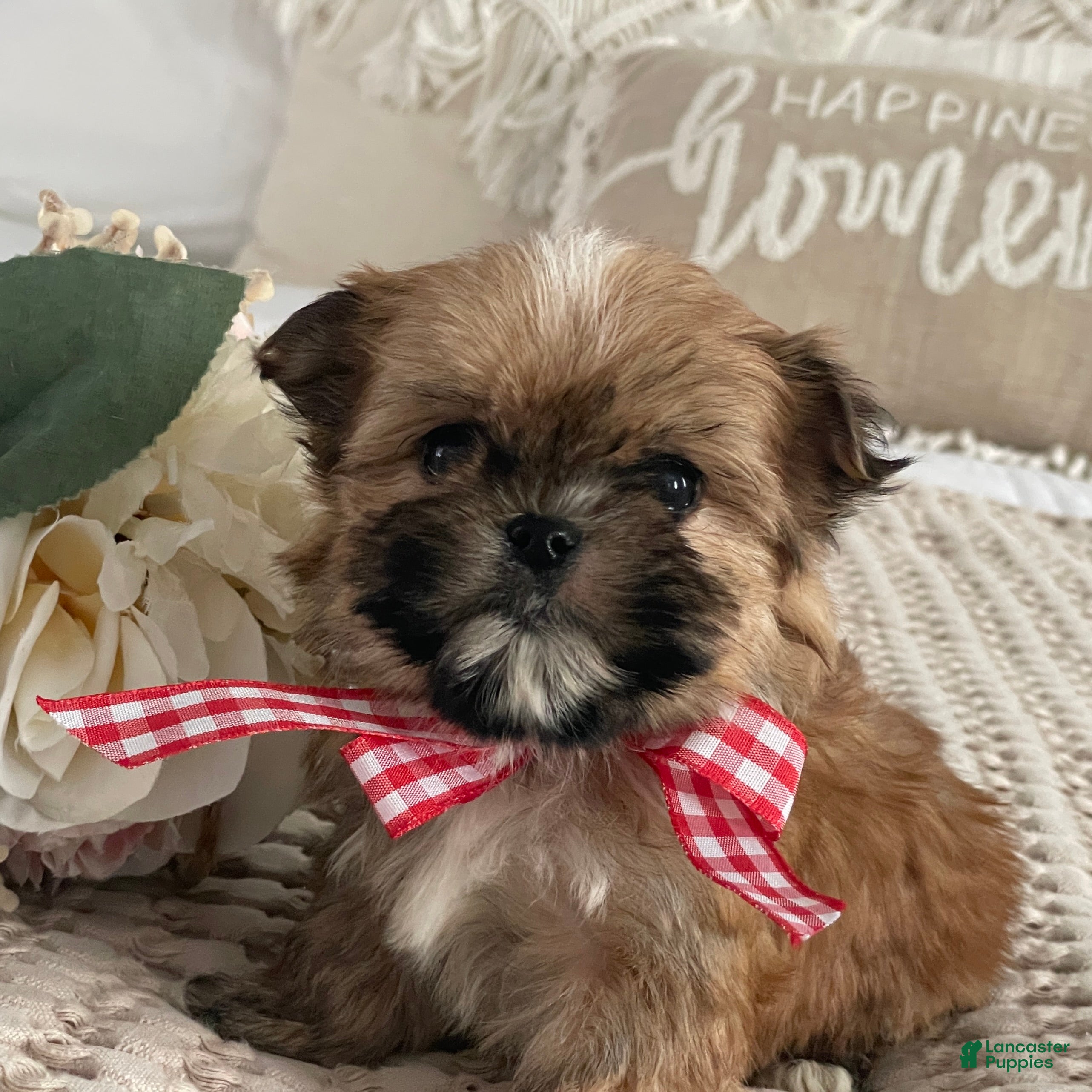 Morkie dogs Teacup Nugget - Ad 4