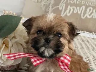 Morkie dogs Teacup Nugget - Ad 4