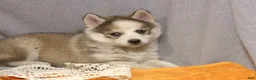 Pomsky dogs for sale: Bella - Ad 9