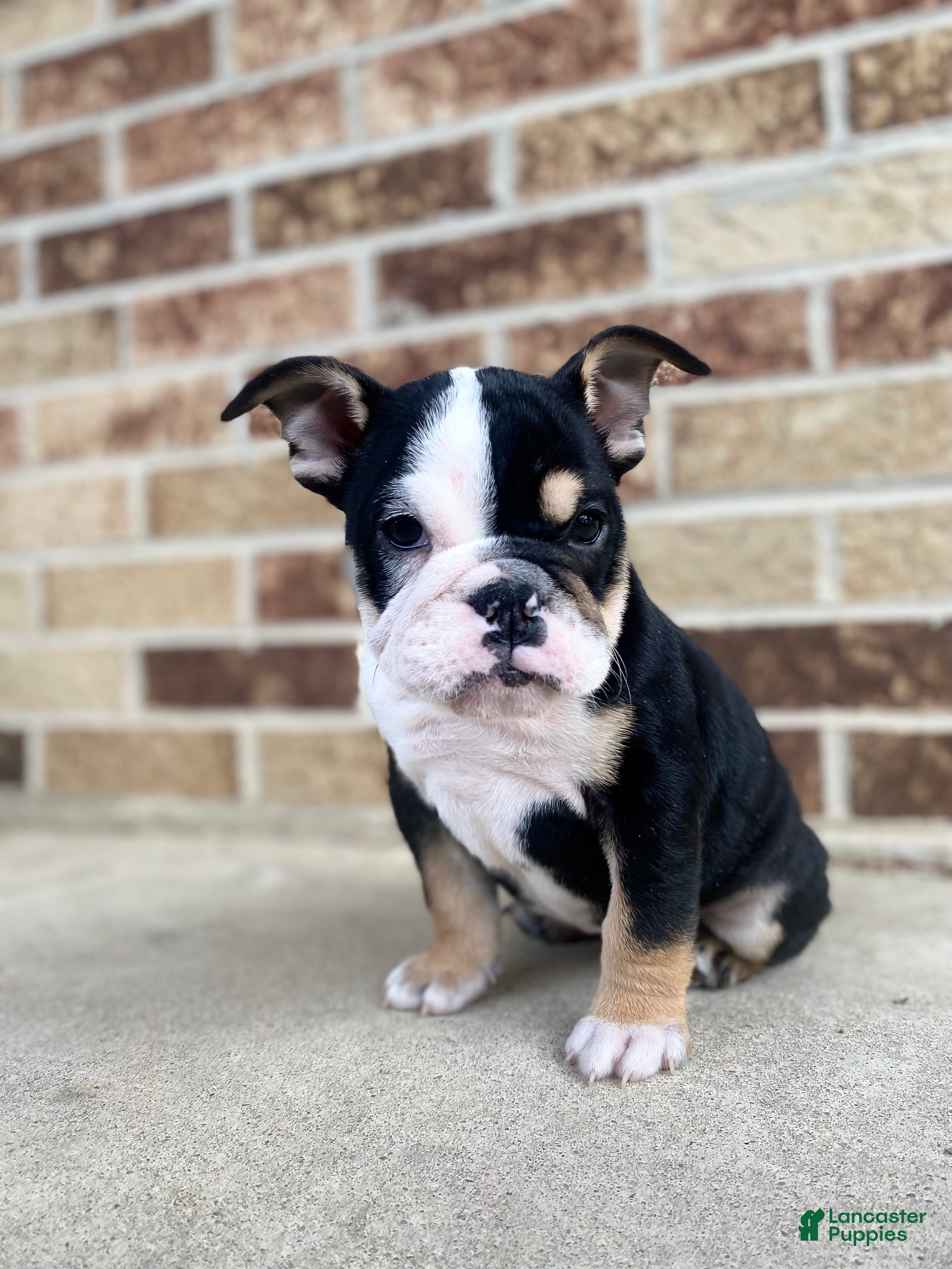 English Bulldog dogs Frida - Ad 34