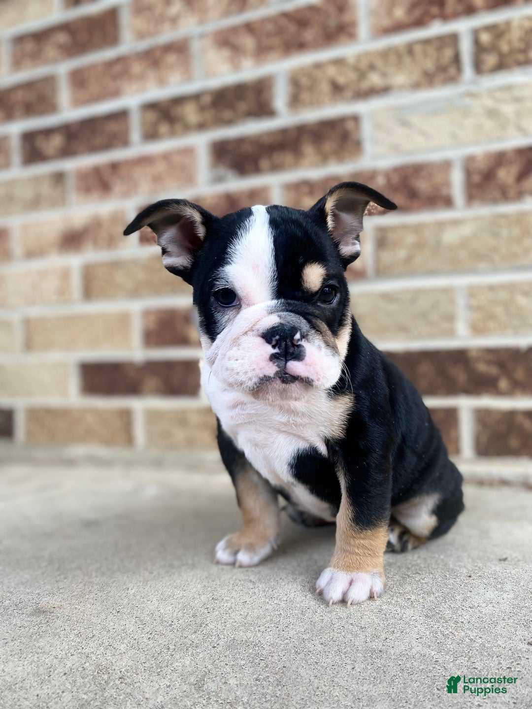 English Bulldog dogs for sale: Frida - Ad 1