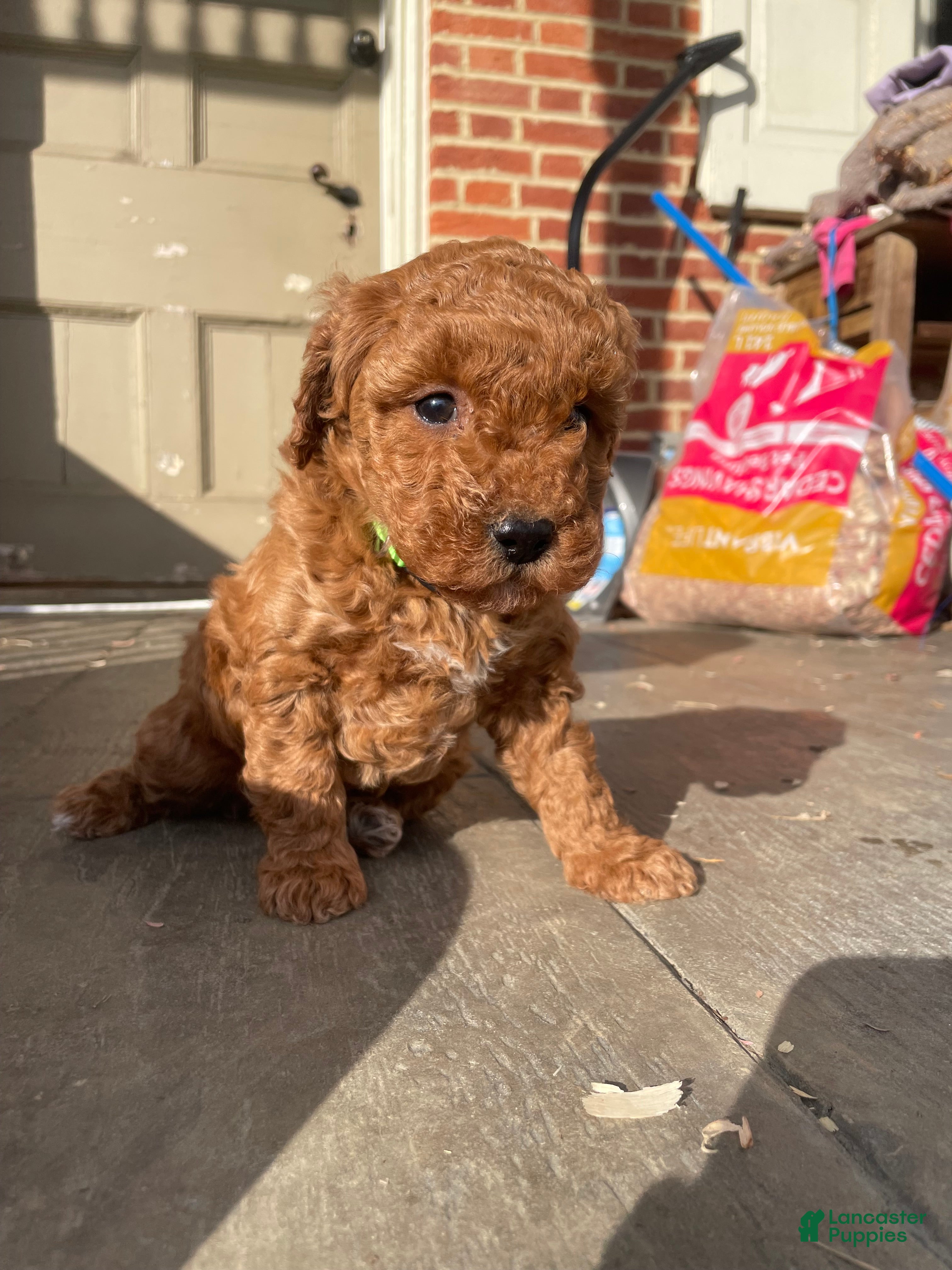 Miniature Poodle dogs Miniature Poodle Puppy 3 - Ad 22