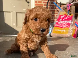 Miniature Poodle dogs Miniature Poodle Puppy 3 - Ad 22