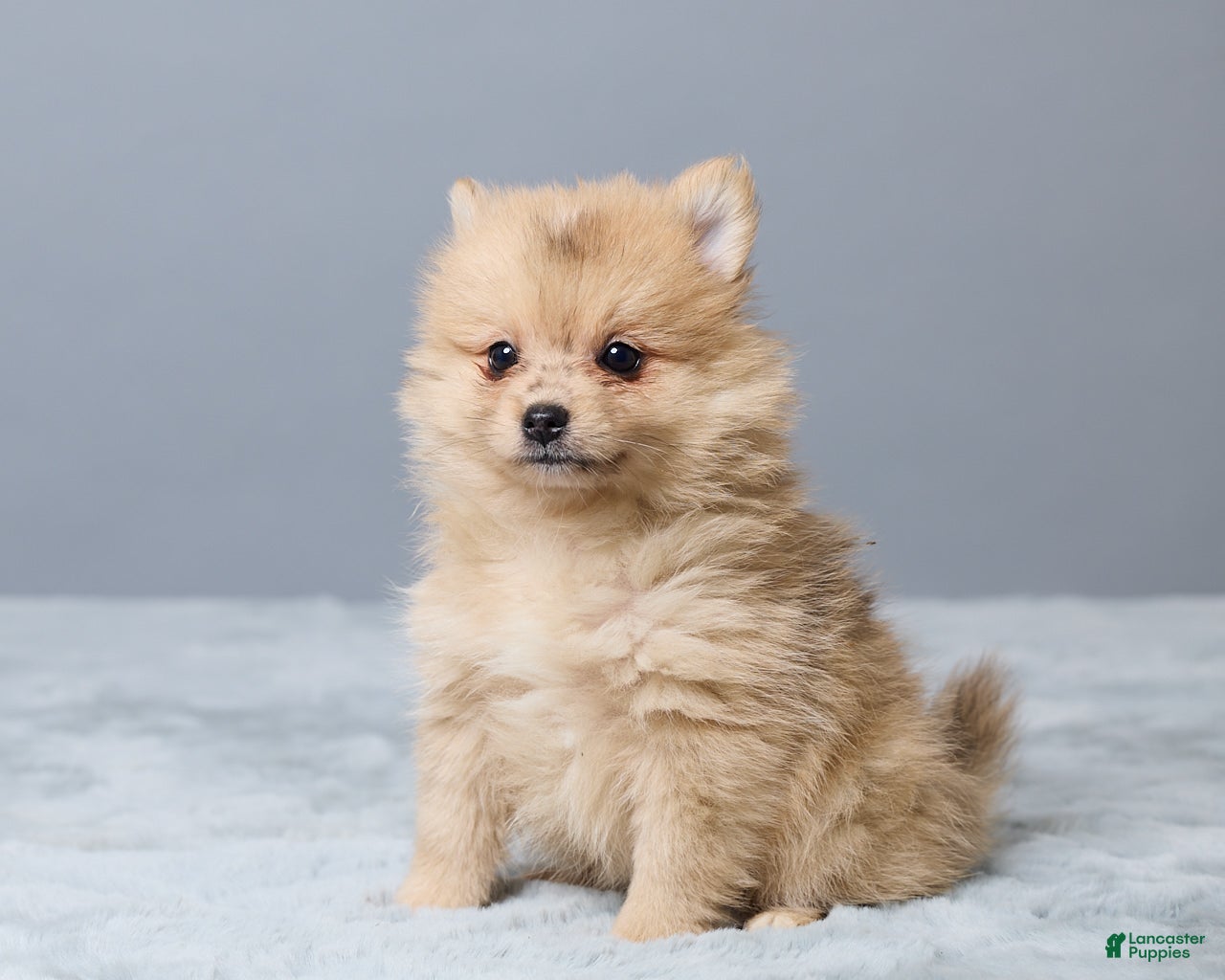Pomeranian dogs Theresa - Ad 2