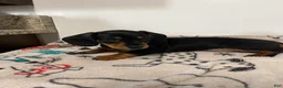 Miniature Dachshund dogs for sale: Miles - Ad 3