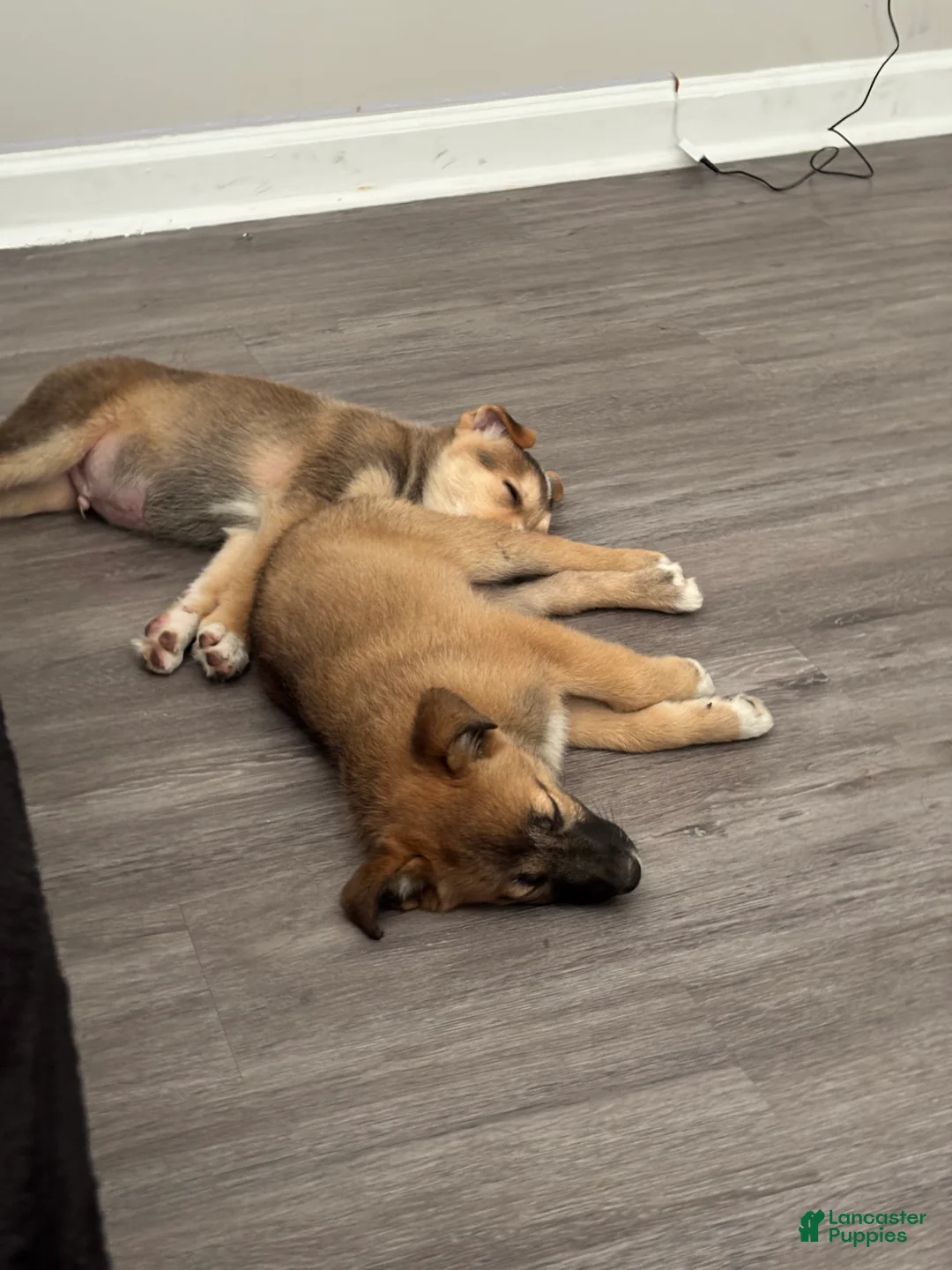 Mixed Breed dogs for sale: Caramel - Ad 4