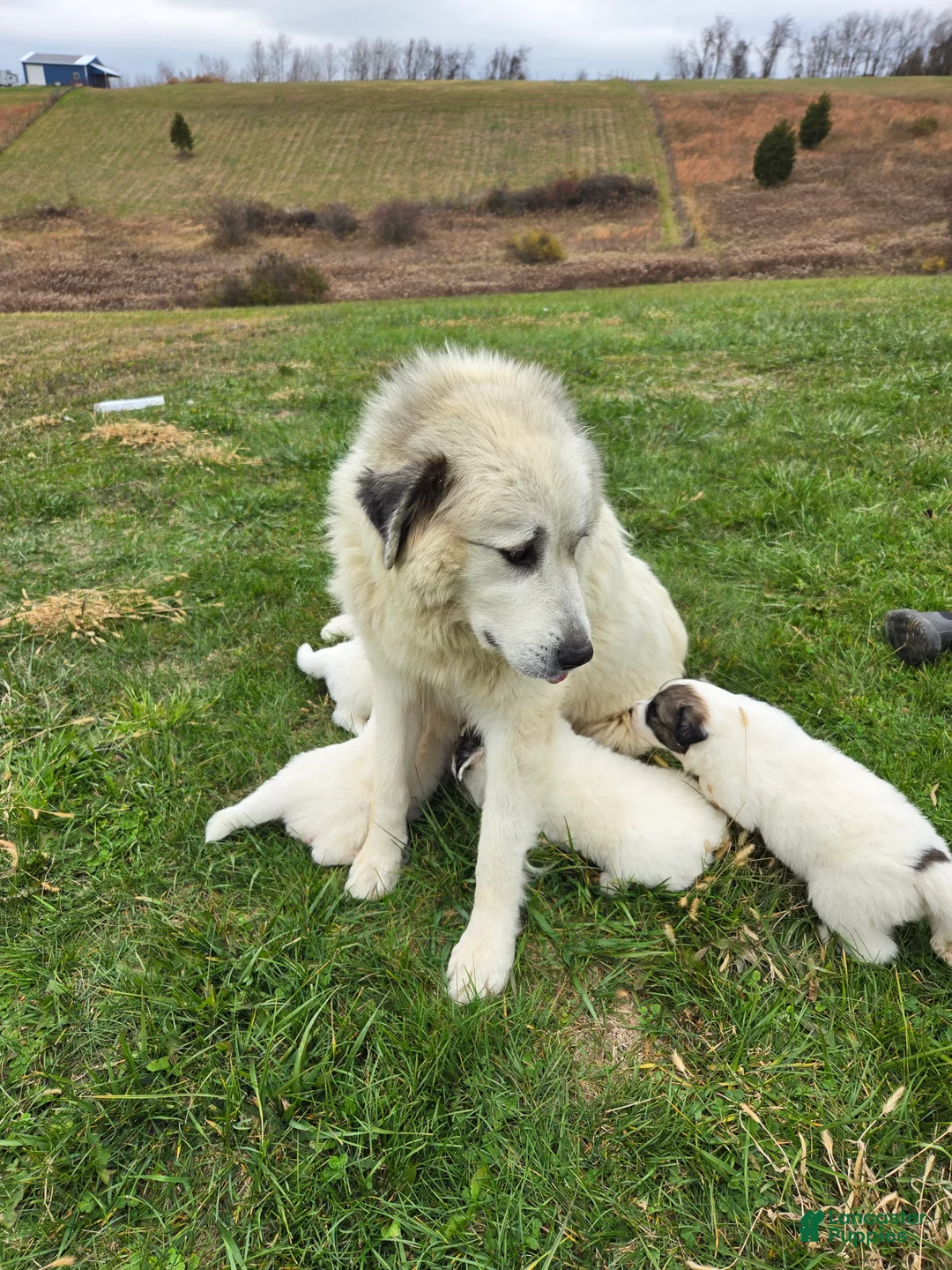 Great Pyrenees dogs for sale: Rudolph - Ad 6