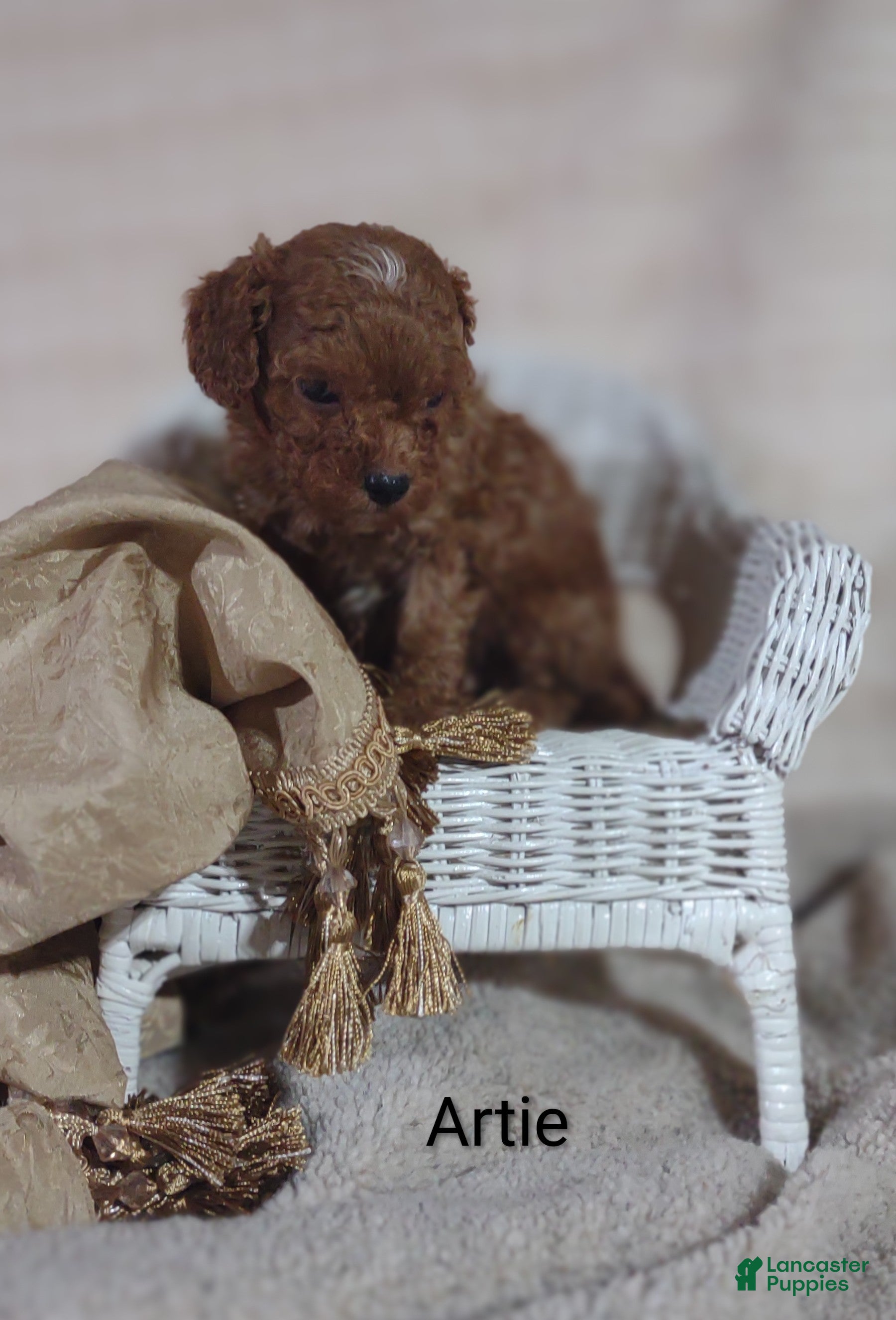 Cavapoo dogs Cavapoo F1b 1 Artie - Ad 2