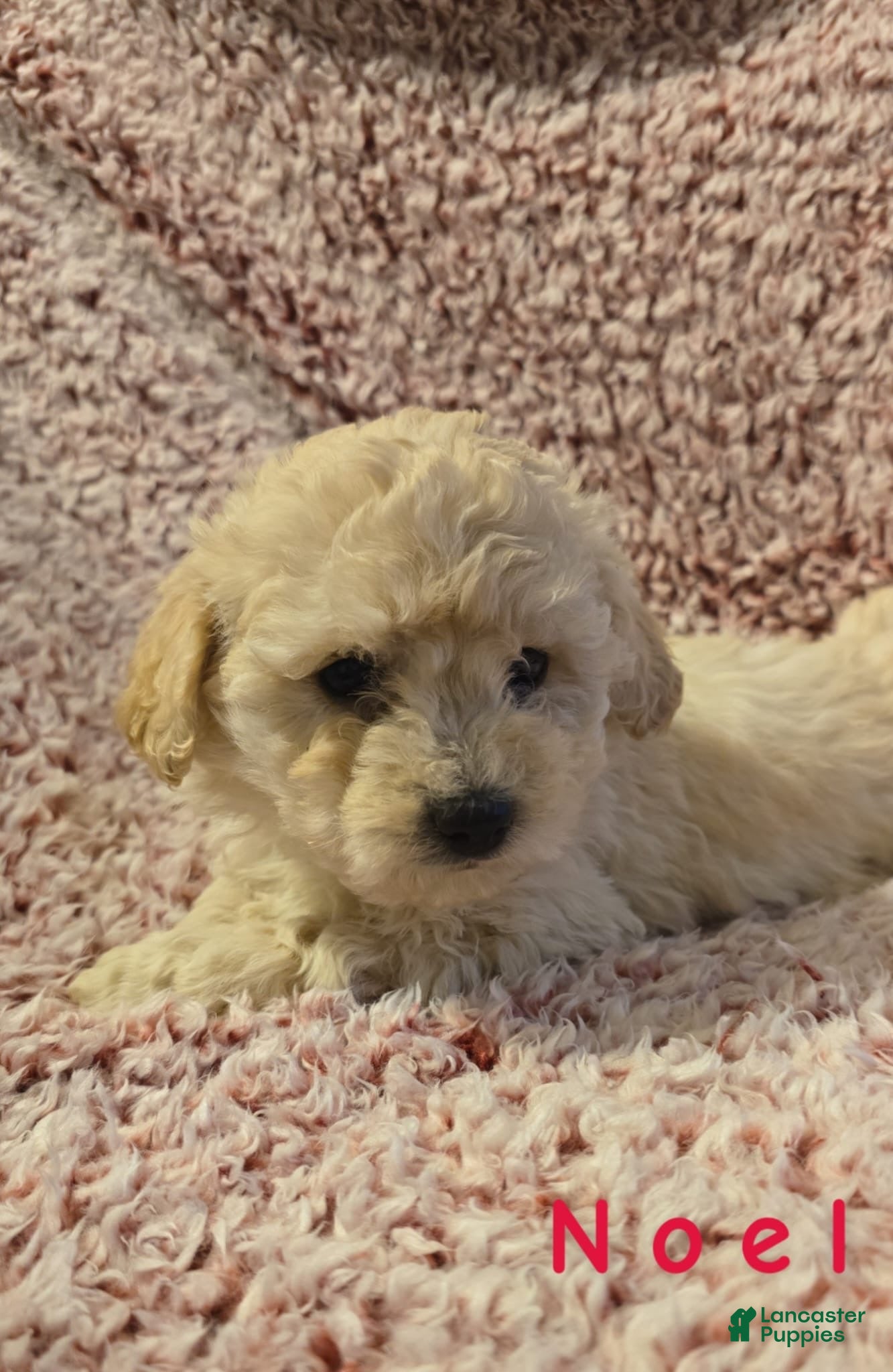 Bichpoo dogs Bichpoo Puppy 2 - Ad 17