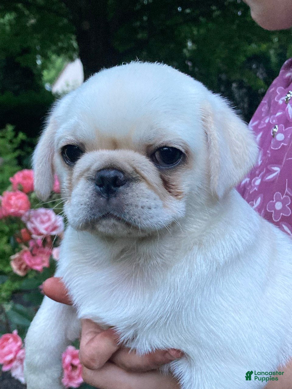 Pug dogs Sugar - Ad 1