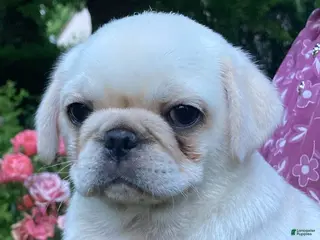 Pug dogs for sale: Sugar - Ad 1