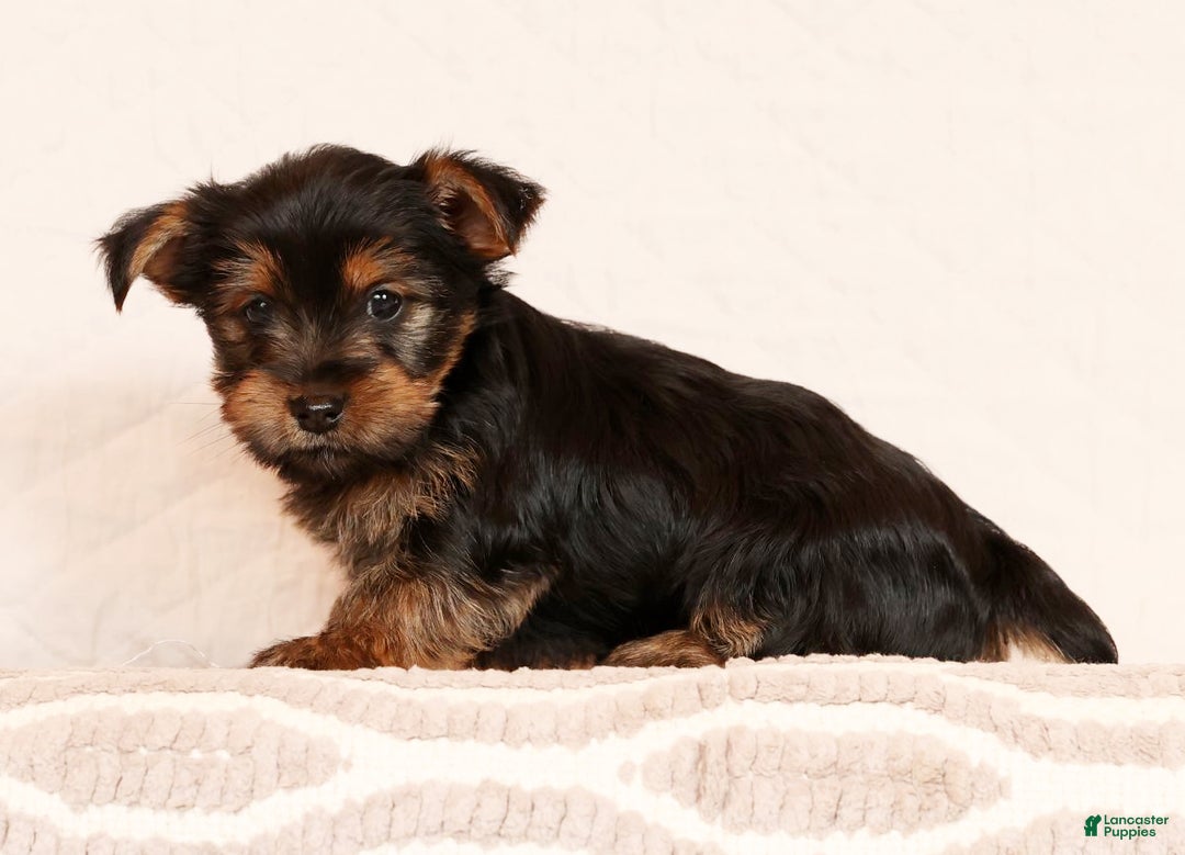 Yorkshire Terrier dogs for sale: Carmel - Ad 5